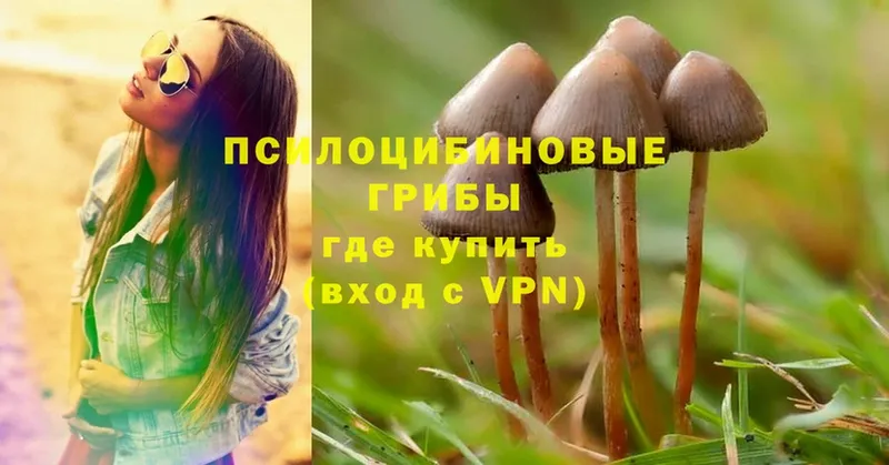 купить наркоту  Кущёвская  Галлюциногенные грибы MAGIC MUSHROOMS 